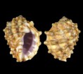 /album/muricidae/drupa-clathrata-philippines-samar-giwan-island-24-5mm-jpg/